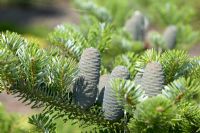 Abies x arnoldiana 'Jadinga'