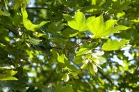 Acer pseudoplatanus 'Negenia'