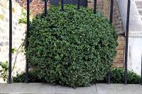 Buxus sempervirens, boule de plus en plus à travers les rampes en fer forgé dans le jardin avant Highbury London Borough of Islington.
