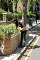Laura, un officier des espaces verts du Conseil d'Islington, ranger un planteur de rue d'herbes et de fleurs sauvages à Highbury, Londres UK