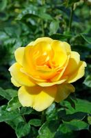Rosa 'PHAB Gold '. La rose porte le nom de PHAB, l'organisme de bienfaisance impliqué dans' l'intégration des personnes handicapées et non handicapées ', pour célébrer leur 40e anniversaire.