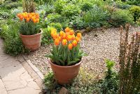 Tulipa 'Princess Irene' dans des pots en terre cuite sur chemin de gravier à 'The Croft', Flore, Northamptonshire. Le jardin est ouvert pour le National Garden Scheme