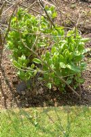 Clematis integrifolia 'Rosea' - nouvelle croissance au printemps avec support de rameaux et de ficelles