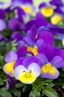 Viola cornuta 'Endurio Yellow with Violet Wing'