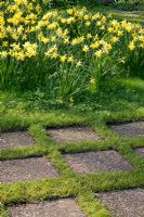 Dalles de pavage bordées d'herbe. Mien Ruys Tuinen, Dedemsvaart, Pays-Bas