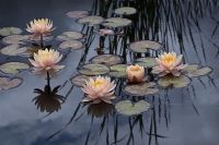 Nénuphar, Nymphaea, 'Pamplemousse rose'