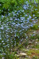 Oubliez-moi adoucit les parterres des chemins de gravier au jardin Cherry Hill