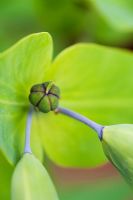 Euphorbia lathyris - Euphorbe à cape