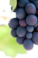 Grape Nero d ' Avola - Variété de raisin de Sicile