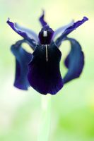 Iris chrysographes - Iris de veine d'or noir