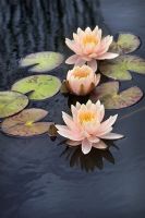 Nymphaea 'Pamplemousse rose'