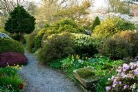 Le parterre de fleurs des arbustes mixtes de l'île comprend des skimmias, des conifères, des rhododendrons et des azalées avec l'avenue des cerises entrevues au-delà, Prunus 'Shirotae '. Chiffchaffs, nr Bourton, Dorset, UK