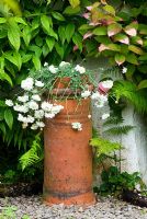 Silene uniflora 'Robin Whitebreast' exposée dans un pot de cheminée pour révéler son caractère suspendu avec des feuilles roses, blanches et vertes d'Actinidia kolomikta ci-dessus. Hidden Valley Nursery, Old South Heale, High Bickington, North Devon, Royaume-Uni