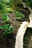 Promenade à bord d'un terrain marécageux planté de Myosotidium hortensia - myosotis de l'île Chatham. Hidden Valley Nursery, Old South Heale, High Bickington, North Devon, Royaume-Uni