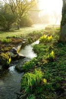 Le soleil du petit matin illumine le ruisseau qui relie une séquence de grands étangs bordés de plantes qui aiment l'humidité, notamment Astilbes, Ligularias et Lysichiton americanus. Jardins de Marwood Hill, Barnstaple, Devon, UK