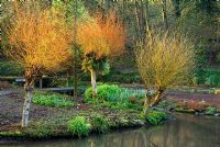 Salix étêté - Saules illuminés par le soleil tôt le matin à la tête d'une séquence d'étangs descendants et de petits lacs. Jardins de Marwood Hill, Barnstaple, Devon, UK