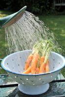 Économie d'eau - lavage des carottes avec de l'eau de pluie de l'arrosoir, Norfolk, Angleterre, juin
