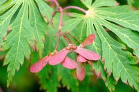 Acer japonica, feuilles et clés, Norfolk, Angleterre, juin