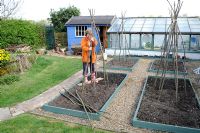Jardinage au printemps, femme jardinier fixant le noisetier wigwam pour Runner Beans, Norfolk, Angleterre, avril