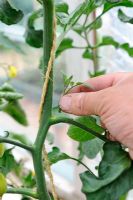 Jardinier enlever les pousses latérales (pour augmenter la fructification et la taille des fruits) de la plante de tomate de serre, Norfolk, Angleterre, juin