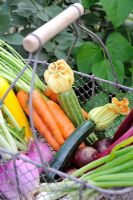 Petit fil de légumes - navet blanc, carotte, betterave, courgette et oignon de printemps, Norfolk, Angleterre, juillet