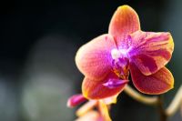 Phalaenopsis magical gx flower - Orchidées papillon