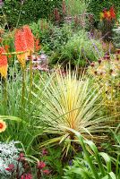 Cordyline panaché parmi Kniphofias, Echinaceas, Verbena bonariensis et autres plantes aux couleurs vives. Poppy Cottage Garden, péninsule de Roseland, Cornwall, UK
