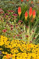 Cordyline panaché parmi Kniphofias, Rudbeckias, Monarda et autres plantes aux couleurs vives. Poppy Cottage Garden, péninsule de Roseland, Cornwall, UK