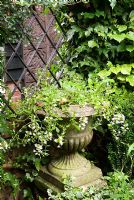 Le Jardin Secret contient des plantations comprenant Hedera - Ivy, Jasmine, Pittosporum, Hydrangea petiolaris et Lonicera. Le jardin secret de Serles House, Wimborne, Dorset, UK