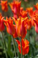 Tulipa 'Ballerine' - Tulipe à fleurs de Lys