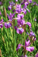 Iris Sibirica 'Rose pétillante'