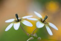 Ixia monadelpha - Fleurs de baguette