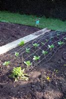 Semis de légumes protégés des oiseaux par un grillage