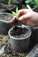 Transplantation de Capsicum annum - Poivre 'Californian Wonder' - en plaçant doucement les semis dans le trou de plantation
