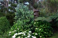 Metrosideros excelsa 'Vibrance' - Pohutukawa, Hydrangea macrophylla 'Bridal Bouquet' en parterre de fleurs, Nouvelle-Zélande