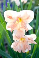 Narcisse 'Tourbillon d'abricot'