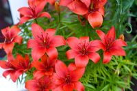 Lilium - Lily asiatique dans un pot, prêt à combler les lacunes laissées par plus tôt, fleurs fanées - Millpool garden