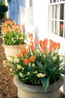 Pots de Tulipa 'Orange Emperor' et Narcisse 'Minnow' en face de la maison, Ulting Wick, Essex NGS UK