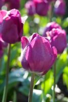 Tulipa 'Passionale' - Ulting Wick, Essex NGS UK