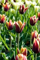 Tulipa «Gavota» - Mèche Utling, Essex NGS