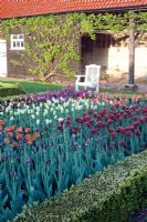 Tulipes dans le jardin de coupe, vars inc Tulipa 'Black Hero', 'Abu Hassan', 'Spring Green' - Ulting Wick, Essex NGS UK
