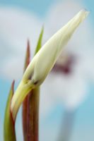 Gladiolus murielae - glaïeul abyssin, syn. Acidanthera murielae. Bouton floral, septembre