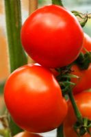 Solanum lycopersicum 'Moneymaker' - Tomate poussant en serre, septembre