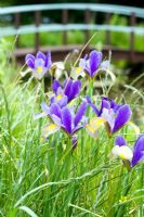 Iris 'Hildegarde' naturalisé dans l'herbe par étang - Wickets, Essex NGS