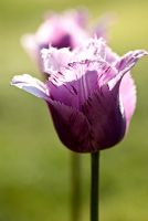 Tulipa 'Héron bleu'