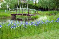 Iris 'Hildegarde' naturalisé dans l'herbe par un étang et un pont - Wickets, Essex NGS