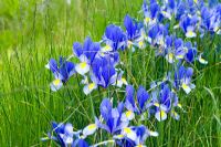 Iris 'Hildegarde' naturalisé dans l'herbe - Wickets, Essex NGS