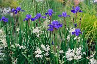 Iris sibirica 'Silver Edge' avec Filipendula vulgaris Multiplex - Drop Wort