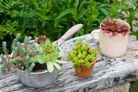 Plantes succulentes dans des pots inhabituels