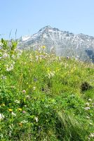 Fleurs sauvages dont Trifolium pratense - Trèfle, Géraniums et Taraxacum officinale - Pissenlit dans les Alpes autrichiennes par les barrages et réservoirs de Kaprun. juillet